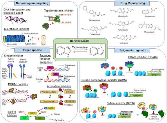 fenbendazole action
