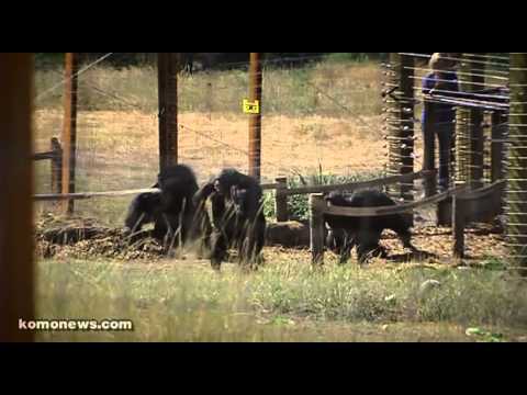 Raw Video – Chimps Released After Almost 40 Years of Medical Testing